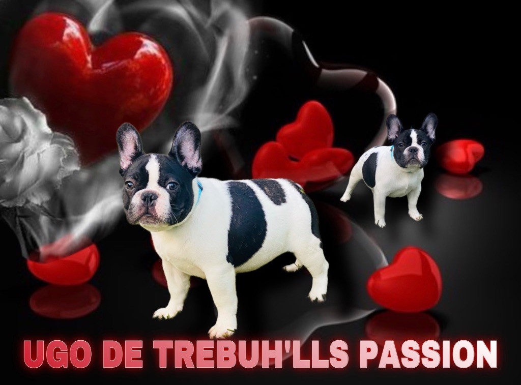 Ugo de trebuh'lls passion