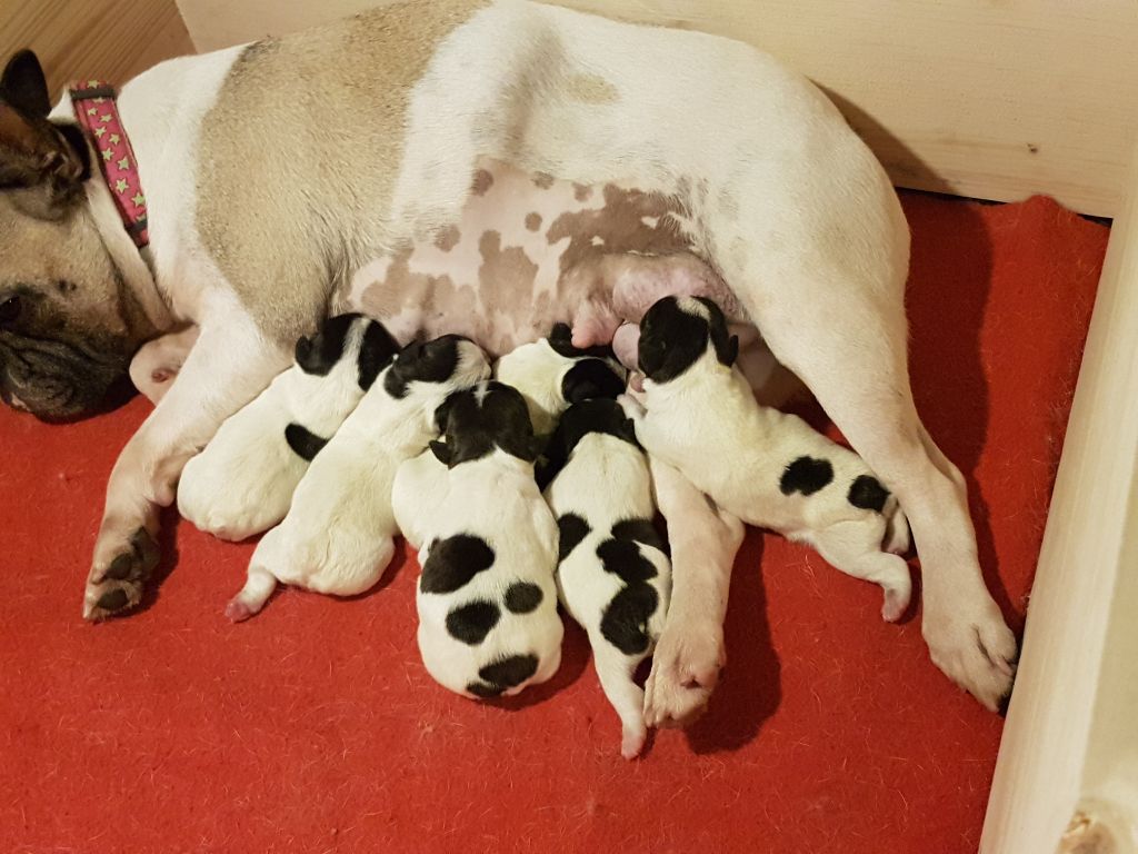 de trebuh'lls passion - Nouvelle naissance chez TREBUH'LLS PASSION 