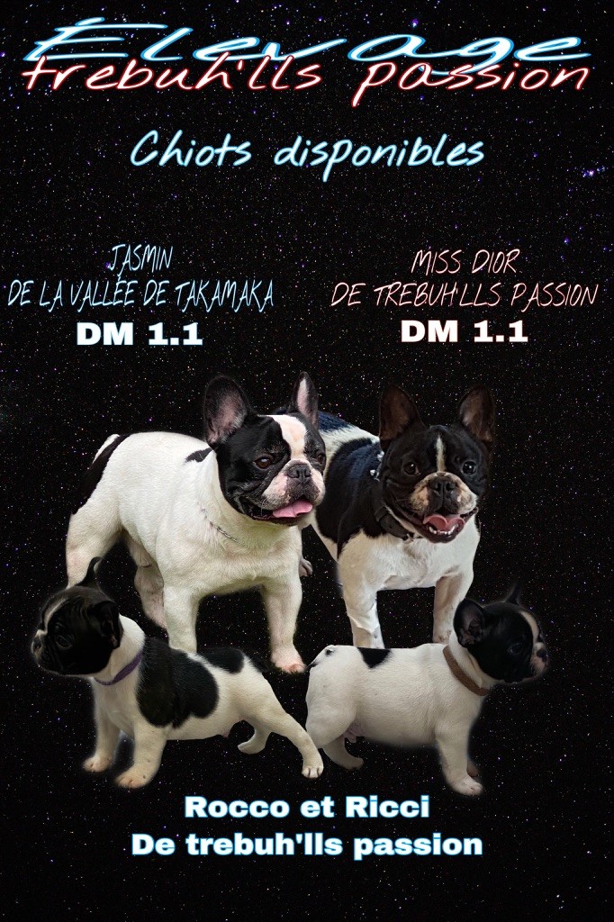 de trebuh'lls passion - Chiots disponibles