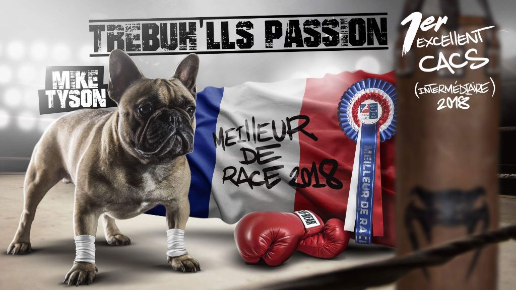 de trebuh'lls passion - MEILLEUR DE RACE 2018 TREBUH'LLS PASSION