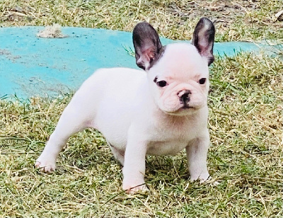 CHIOT 1